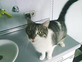 Max, der Kater der Tierarztpraxis in N&uuml;rtingen